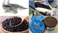 خاویار ماهی و انواع مختلف آن در دریای خزر